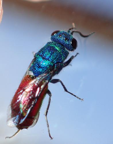 Réf. 253 474 : Chrysis terminata